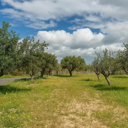 Brand New Sea-view In Olive Orchard By Capt St George Vilă Peyia